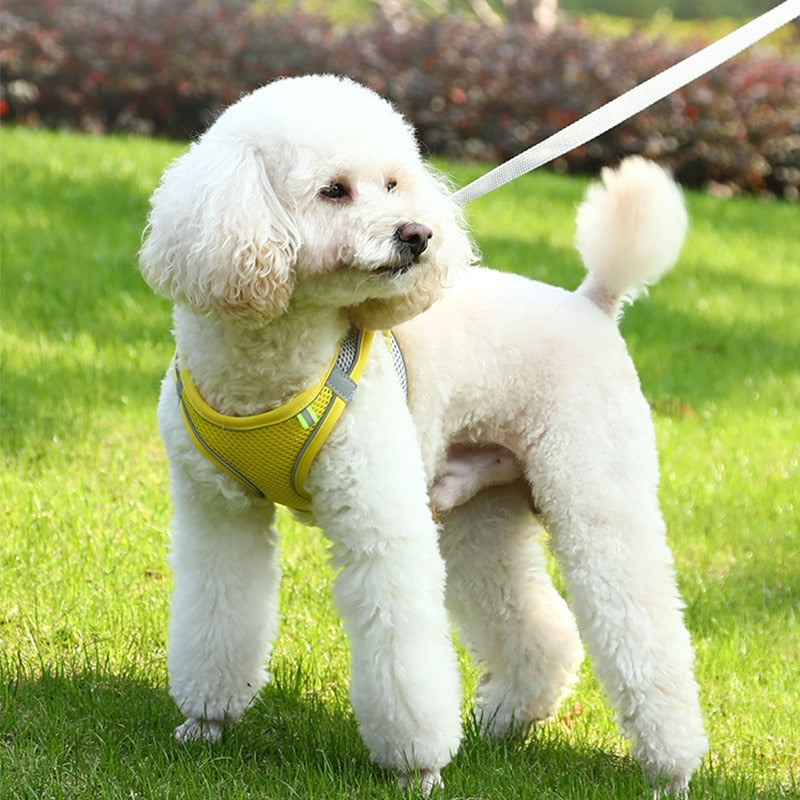 Outdoor Walking Lead Leashes Harness