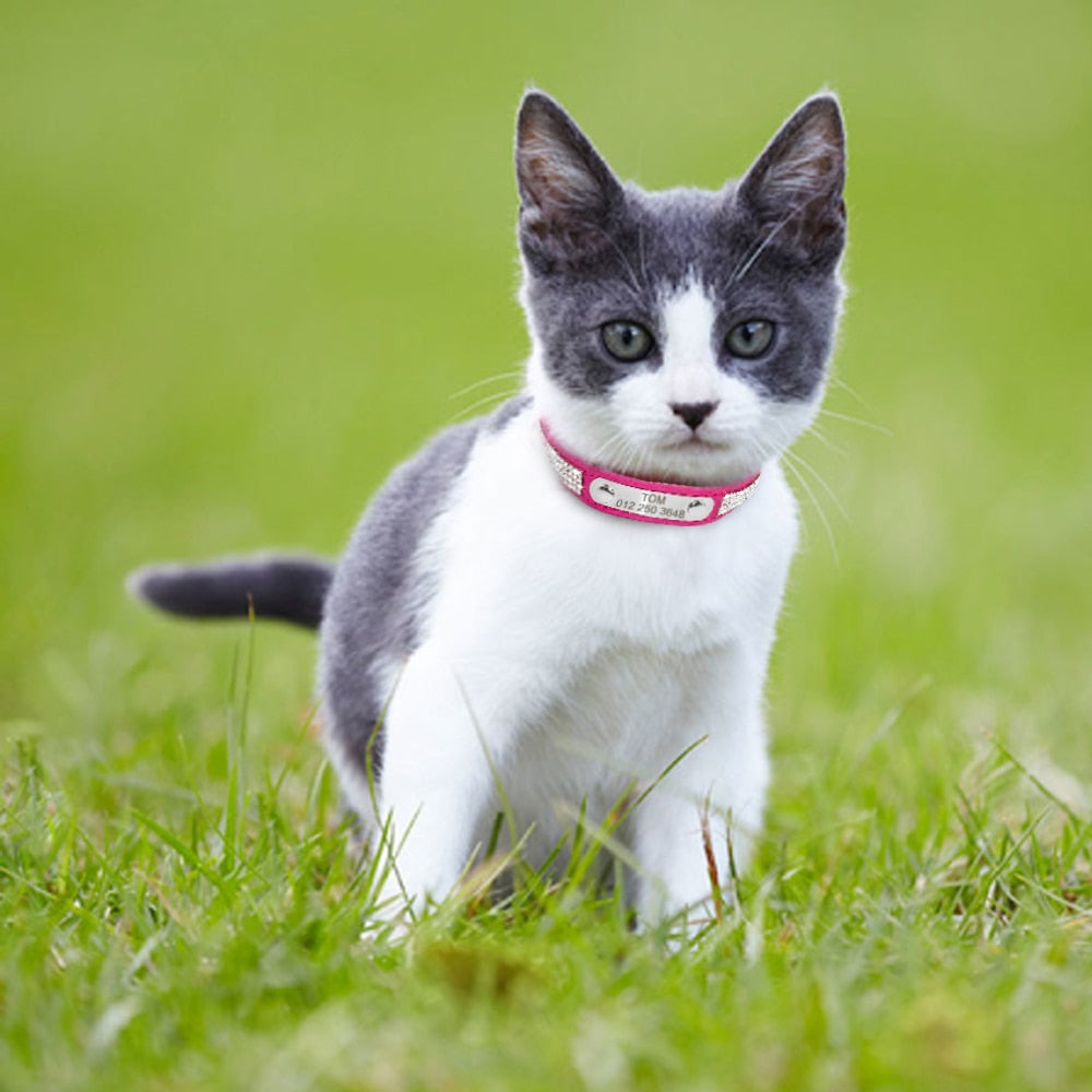 Pet Kitten Nameplate Collar